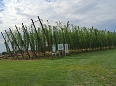 Hopveld Opwijk